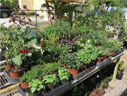 Discover the Benefits of Plant Nurseries: Your Guide on Webfreen.com