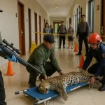 Macan Tutul Bandung Masuk Hotel Evakuasi Tuntas